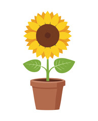 Obraz premium Bright Yellow Blooming Potted Sunflower