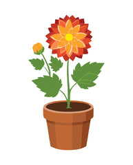 Orange Chrysanthemum Flower in Pot