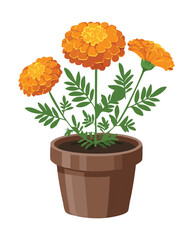 Marigold Flower in Terracotta Pot