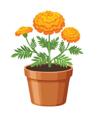 Orange Marigold Flower in Pot
