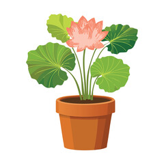 Vibrant Blooming Potted Lotus Plant