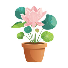 Pink Lotus in Terracotta Pot