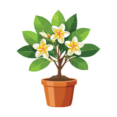 Plumeria Tree in Terracotta Pot