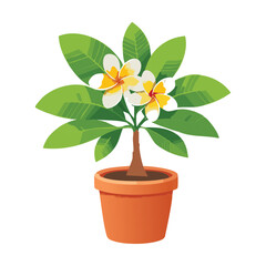Fototapeta premium Plumeria Tree with White Flowers
