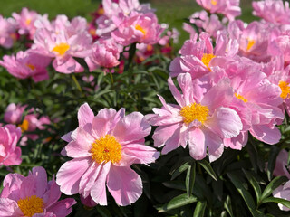 Peony flowers pink petals and yellow stamens.