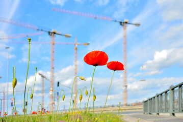 city ​​flowers, or poppies on construction site

