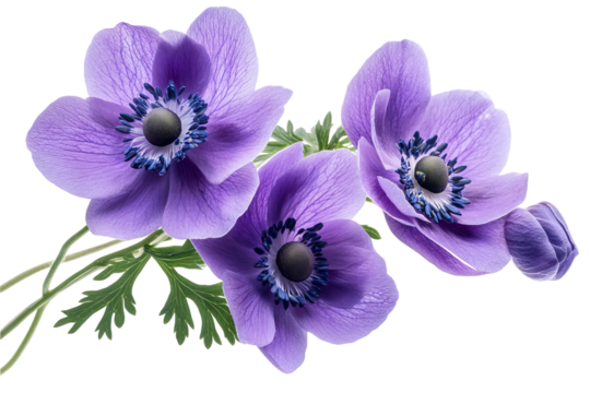 Ultra-high-resolution pink and white anemone flower cluster PNG cutout on transparent background for seamless botanical design overlays and floral graphic compositions - Powered by Adobe