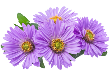 High-resolution aster flower cluster PNG cutout on transparent background for seamless botanical design overlays and floral graphic compositions