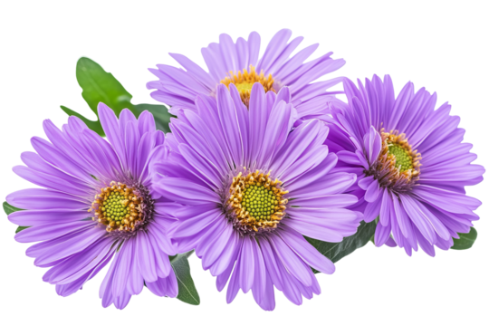 High-resolution aster flower cluster PNG cutout on transparent background for seamless botanical design overlays and floral graphic compositions