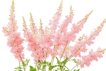 High-resolution PNG of delicate Astilbe flower cluster isolated on transparent background for seamless botanical design cutouts and floral graphic compositions