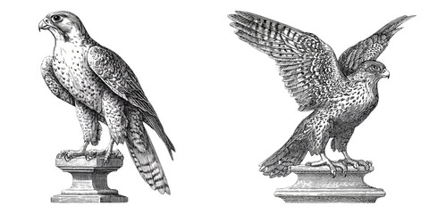 Hawks and Falcons in Vintage Engraving Style isolated on Transparent Background perfect for Bird of Prey and Medieval Themes