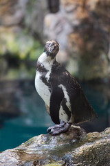 penguins walk in a crowd on the ice.