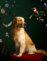 Golden retriever sits with exotic birds.