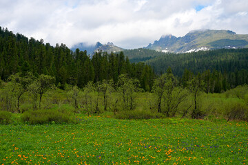 Summer mountain landscape in Ergaki, Siberia, with rolling hills, pine forest, and blooming yellow...