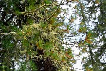 Epiphytic mosses growing on coniferous tree branches in  temperate taiga biome.  Moss growing on branches of coniferous trees in dense Siberian forest. 