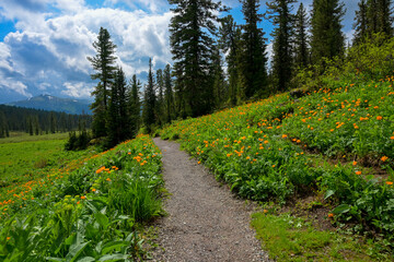 Summer mountain landscape in Ergaki, Siberia, with rolling hills, pine forest, and blooming yellow...