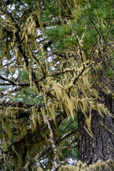 Epiphytic mosses growing on coniferous tree branches in  temperate taiga biome.  Moss growing on branches of coniferous trees in dense Siberian forest. 