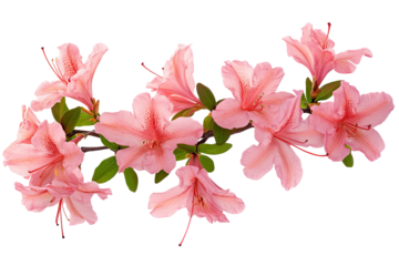Ultra-high-resolution pink azalea flower cluster PNG cutout isolated on transparent background for seamless botanical design, floral compositions, and digital artwork overlays