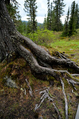 Exposed tree roots in the mountain forest of Ergaki, Siberia. The large surface root systems of coniferous trees demonstrate soil erosion, adaptation to rocky terrain, and the resilience of taiga ecos