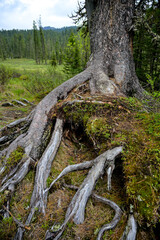 Exposed tree roots in the mountain forest of Ergaki, Siberia. The large surface root systems of coniferous trees demonstrate soil erosion, adaptation to rocky terrain, and the resilience of taiga ecos