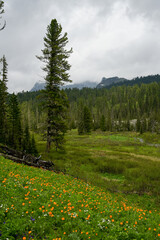 Mountain summer landscape with dense pine trees under low rainy clouds. River, nobody, wildness territory for hiking 