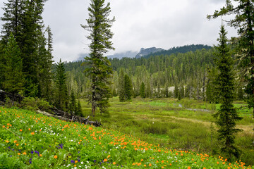 Summer mountain landscape in Ergaki, Siberia, with rolling hills, pine forest, and blooming yellow globeflowers (Trollius). Cloudy skies and untouched nature create a peaceful, ecological scene full o