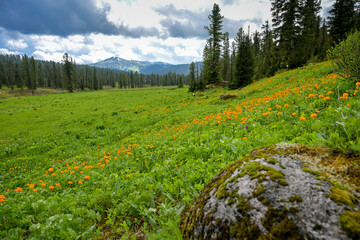 Summer mountain landscape in Ergaki, Siberia, with rolling hills, pine forest, and blooming yellow globeflowers (Trollius). Cloudy skies and untouched nature create a peaceful, ecological scene full o