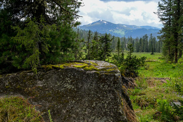 Mountain summer landscape with dense pine trees under low rainy clouds. River, nobody, wildness territory for hiking 