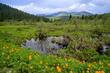 Summer mountain landscape in Ergaki, Siberia, with rolling hills, pine forest, and blooming yellow globeflowers (Trollius). Cloudy skies and untouched nature create a peaceful, ecological scene full o