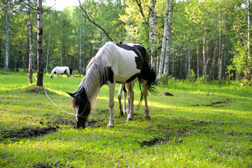 Horses grazing on  green summer meadow at  countryside horse farm near forest. Peaceful rural landscape with animals freely walking, eating grass, resting in nature.