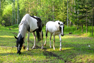 Horses grazing on  green summer meadow at  countryside horse farm near forest. Peaceful rural landscape with animals freely walking, eating grass, resting in nature.