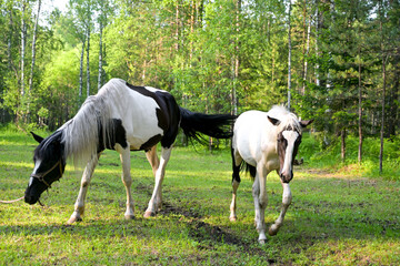 Obraz premium Horses grazing on green summer meadow at countryside horse farm near forest. Peaceful rural landscape with animals freely walking, eating grass, resting in nature.
