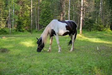 Horses grazing on  green summer meadow at  countryside horse farm near forest. Peaceful rural landscape with animals freely walking, eating grass, resting in nature.