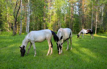 Horses grazing on  green summer meadow at  countryside horse farm near forest. Peaceful rural landscape with animals freely walking, eating grass, resting in nature.