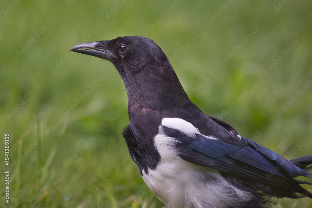 Poster a close up three quarter length profile portrait of a magpie, pica pica, as it stares to the left wi