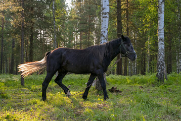 Horses grazing on  green summer meadow at  countryside horse farm near forest. Peaceful rural landscape with animals freely walking, eating grass, resting in nature.