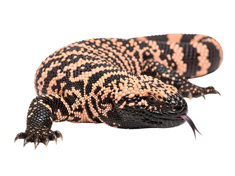 Gila Monster (Heloderma suspectum) Isolated on Transparent Background &ndash; Venomous Lizard and Desert Wildlife Concept	