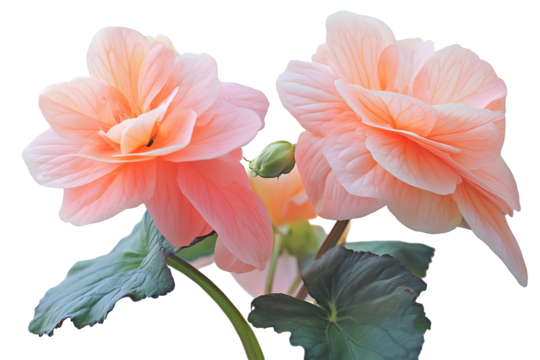 High-resolution pink begonia flower cluster PNG cutout isolated on transparent background for versatile botanical design layouts and floral graphic compositions