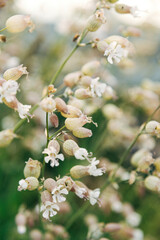 Wildflowers in Bloom