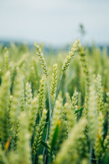 Grain Growing in the Field