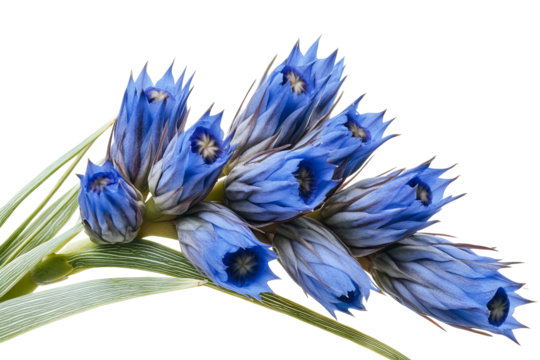 High-resolution Blue Puya flower cutout PNG isolated on transparent background for versatile botanical design, tropical floral compositions, seamless graphic overlays, wedding invitations, branding