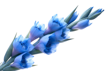 High-resolution Blue Puya flower cutout PNG isolated on transparent background for versatile botanical design, tropical floral compositions, seamless graphic overlays, wedding invitations, branding