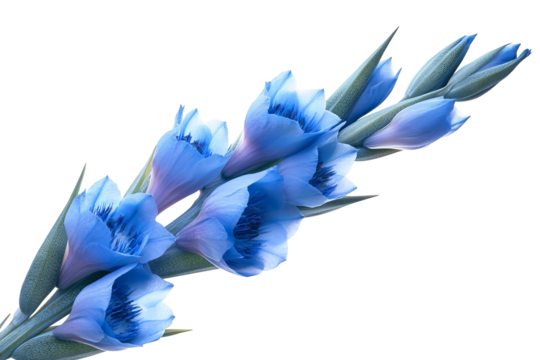 High-resolution Blue Puya flower cutout PNG isolated on transparent background for versatile botanical design, tropical floral compositions, seamless graphic overlays, wedding invitations, branding