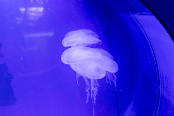 Group of Jellyfish in Blue Water