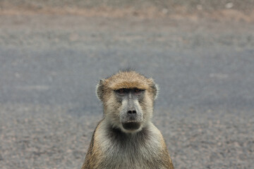 baboon sitting in the grass
