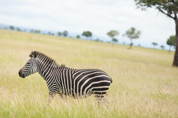 zebra in the grass