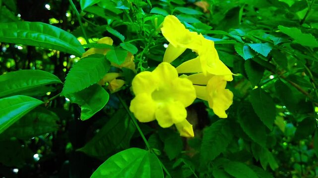 Yellow flowers in the garden. Beautiful Yellow Flowers and Green Foliage	