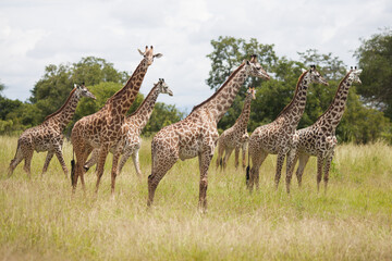 giraffe in the savannah