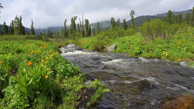 Aerial view of flooded mountain river with rapids flowing through rocky terrain in Siberian taiga. Powerful water current and natural whitewater perfect for rafting and adventure sports.