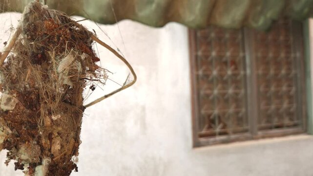 Indian sunbird (spiderhunter) nest
